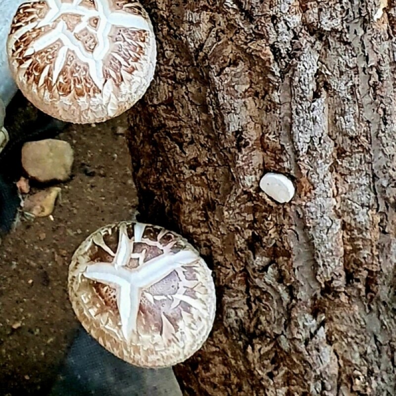 정선몰,[웰던표고] 참나무원목표고 화고 동고 유기농 생표고 1kg [원산지:국산(강원도 정선군)]