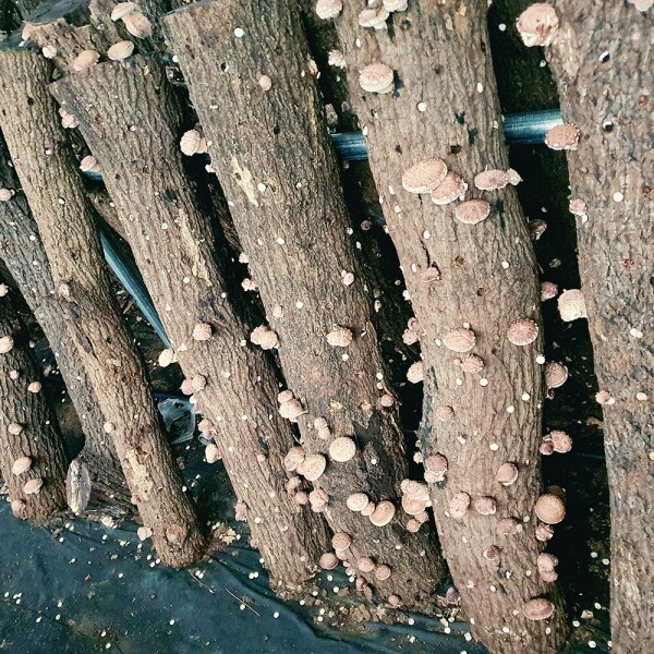 [웰던표고] 참나무원목표고 화고 동고 유기농 생표고 1kg [원산지:국산(강원도 정선군)]