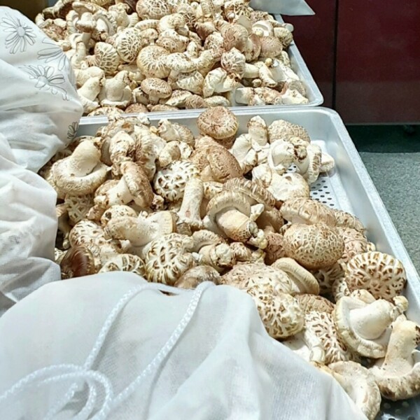 [웰던표고] 참나무원목표고 화고 동고 유기농 생표고 1kg [원산지:국산(강원도 정선군)]